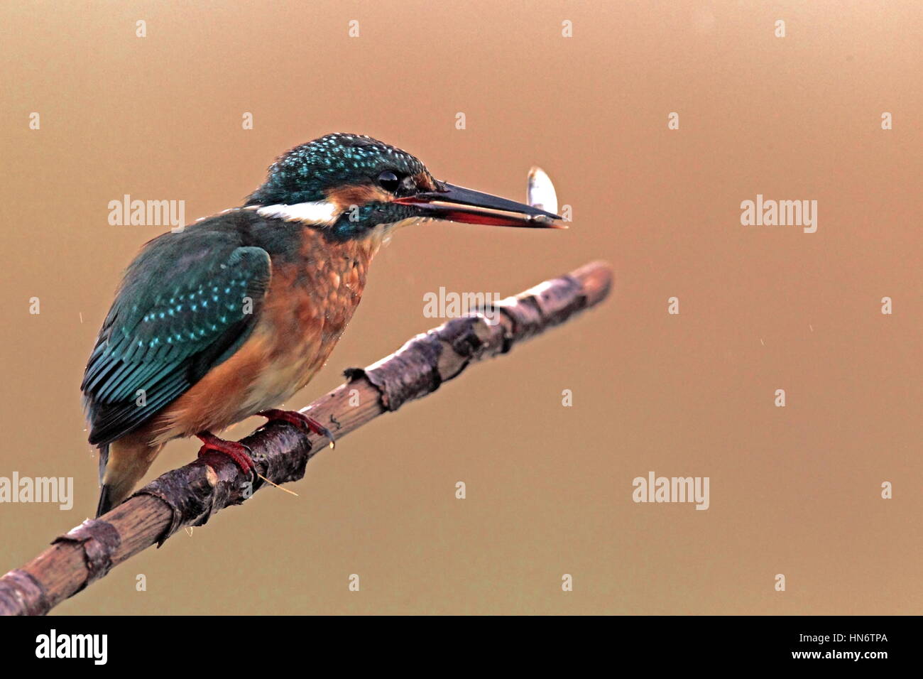 Portrait of a kingfisher in morning light, Netherlands Stock Photo