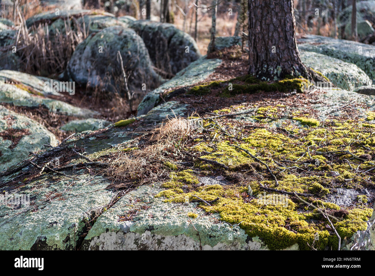 Green moss in sunlight growing on big rocks Stock Photo Alamy