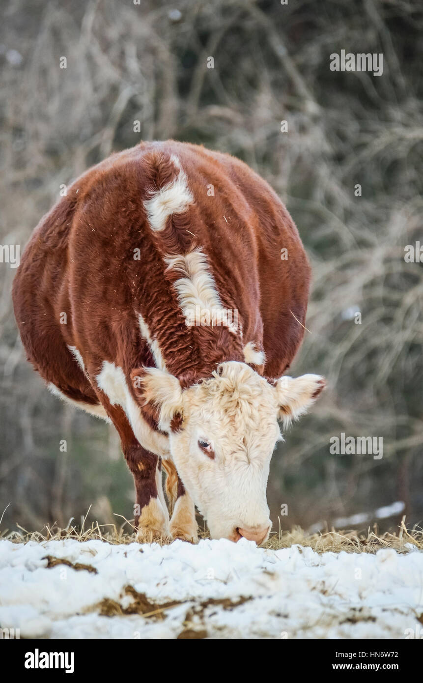 A pregnant, brown and white jersey cow standing in snow Stock Photo - Alamy