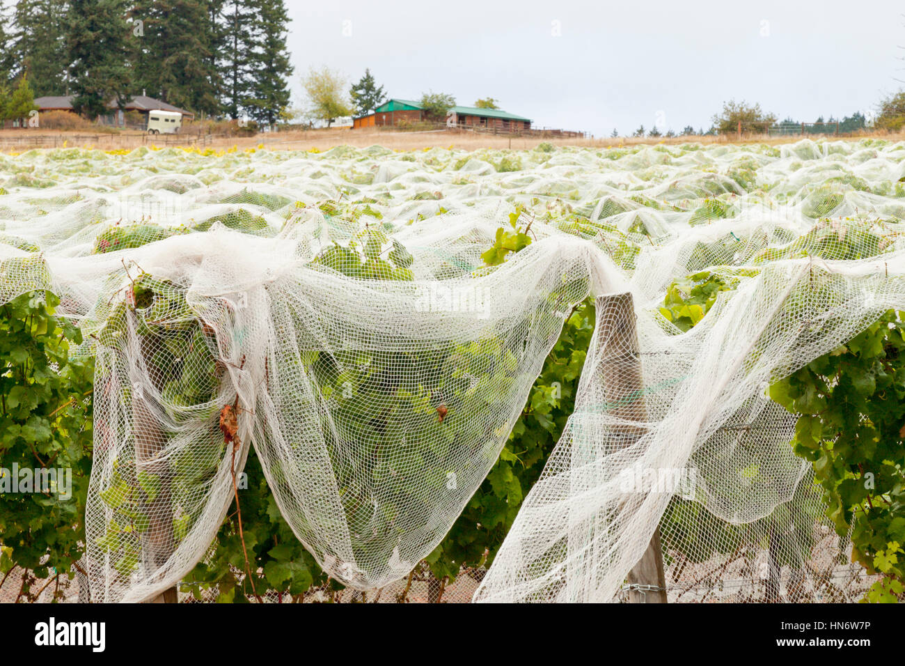 Protective netting draped over the vines on the San Juan Vineyard, San Juan Island, Washington State USA Stock Photo