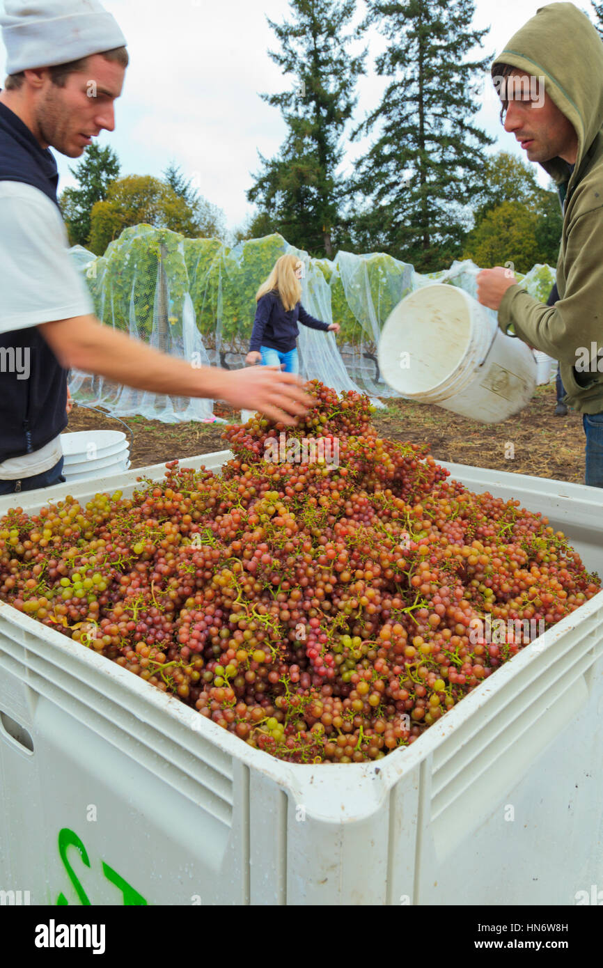 Grape Pickers Stock Photo