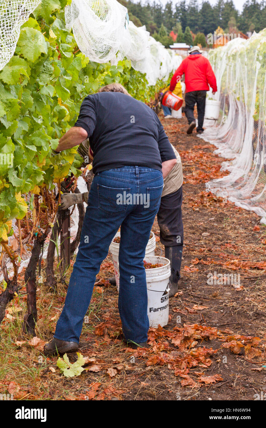 Yvonne Swanberger helping pick the grapes on the San Juan Vineyard, San Juan Island, Washington State USA Stock Photo