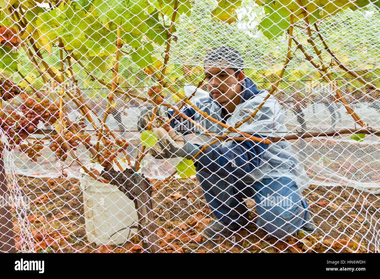 Mexican grape picker on the San Juan Islands, Washington State USA Stock Photo