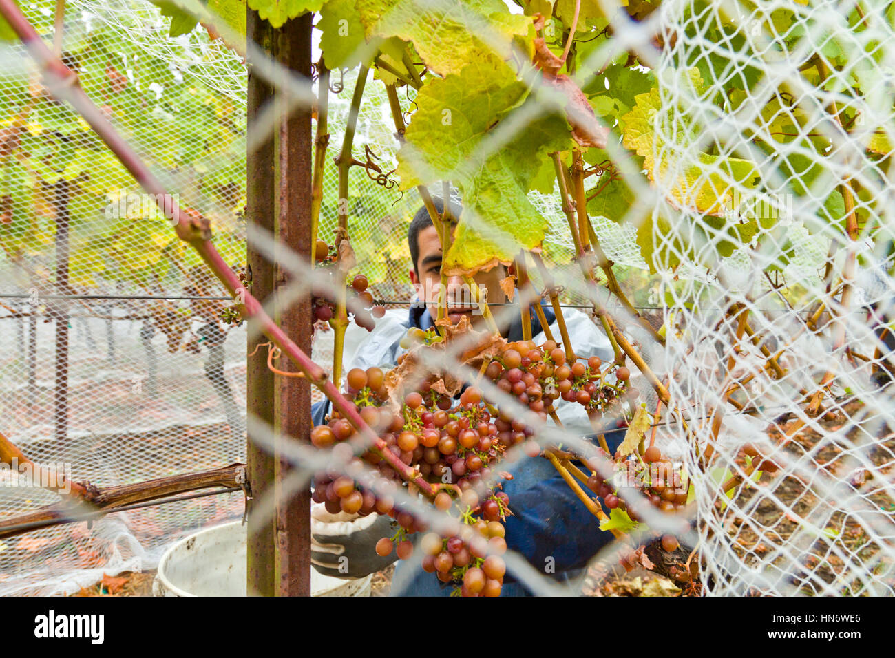 Mexican grape picker on the San Juan Islands, Washington State USA Stock Photo