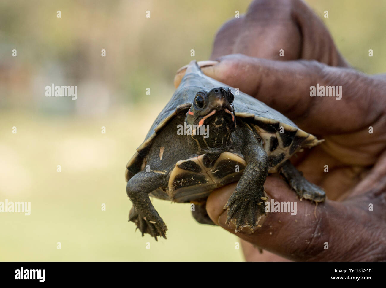 Assam Roof turtle.jpg Stock Photo