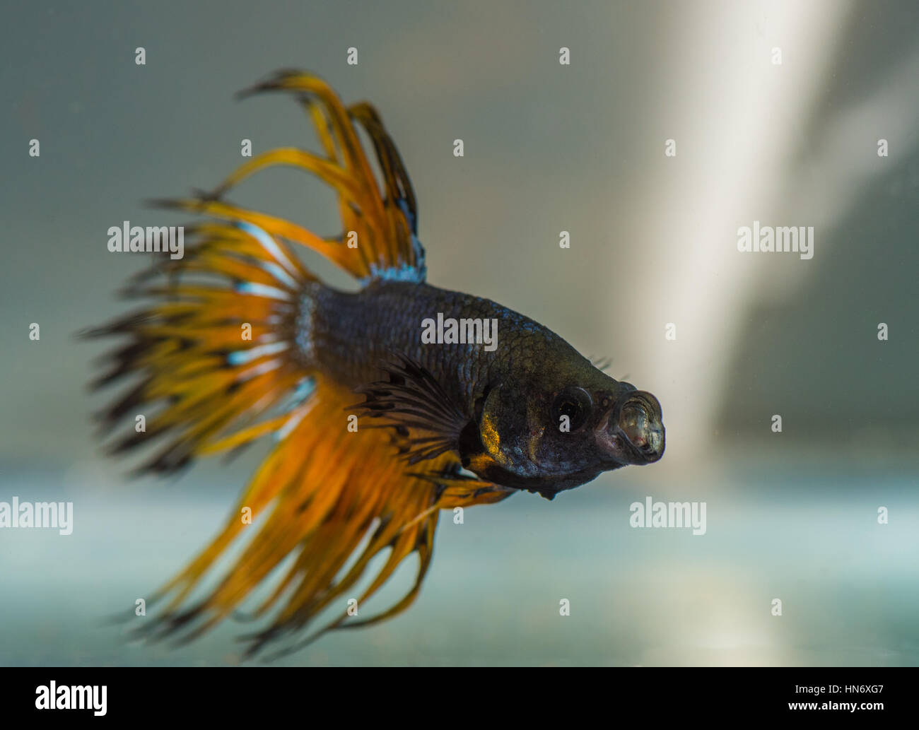 Betta Splendens (Siamese Fighting Fish), male crown-tail mustard gas, yawning. Stock Photo