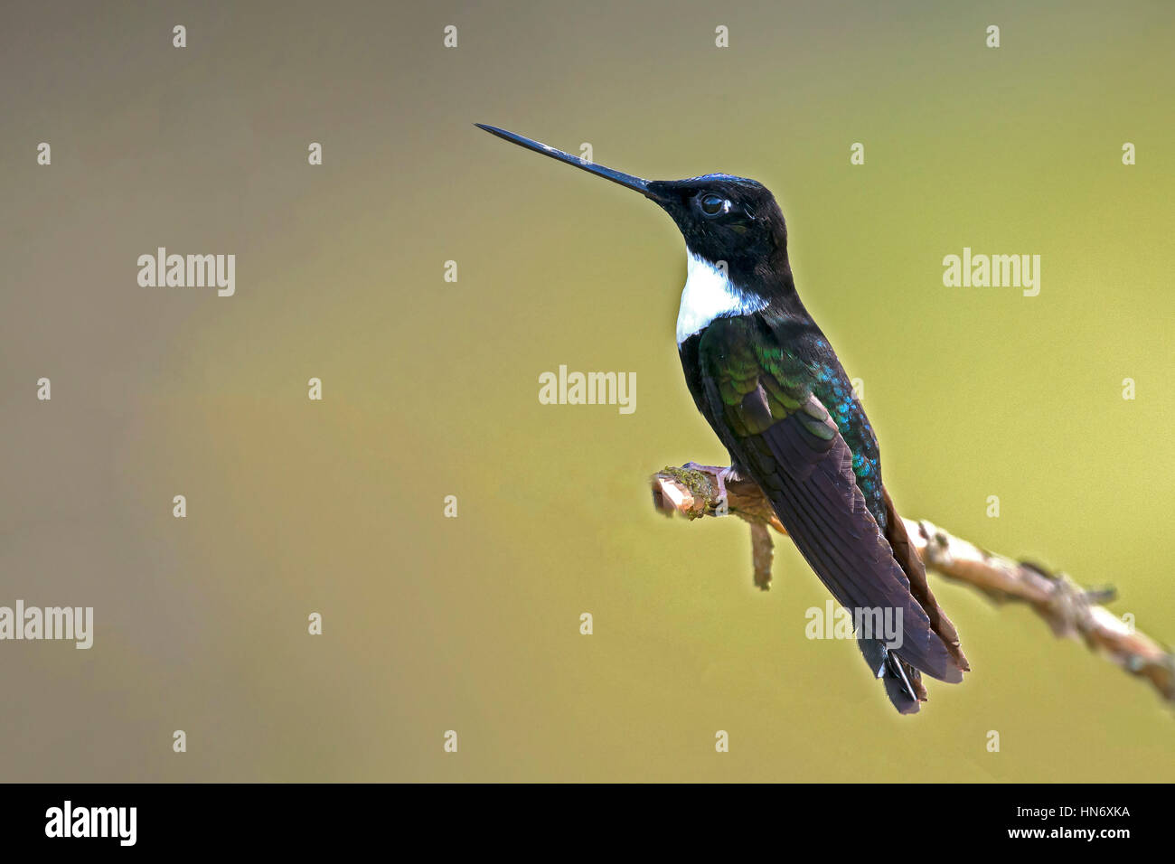 Collared Inca (Coeligena torquata) male Stock Photo Alamy
