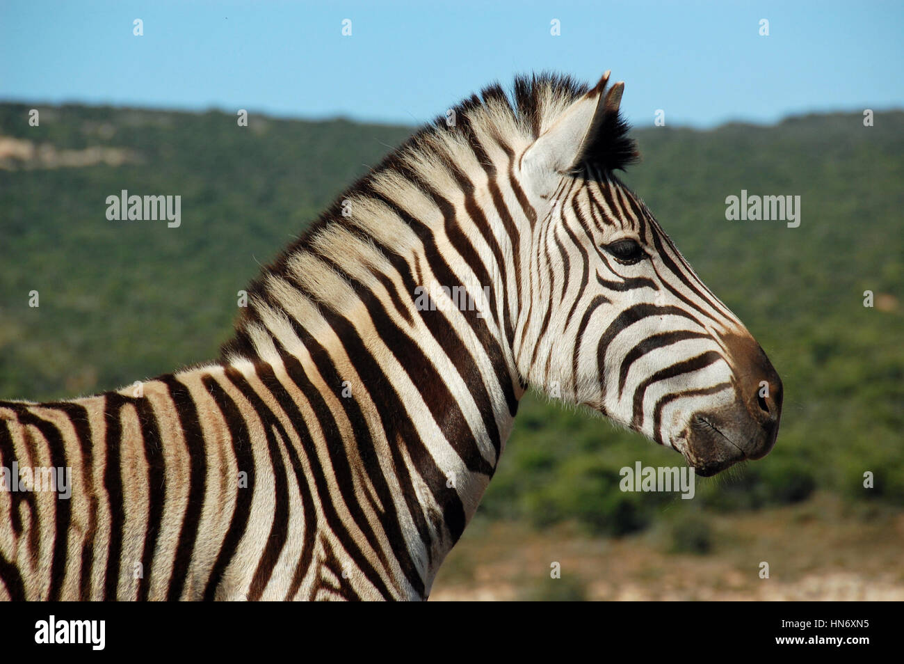 Zebra head close-up Stock Photo