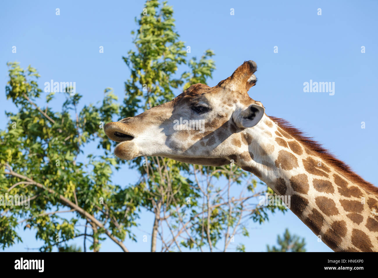 Giraffe on the tree and sky background Stock Photo