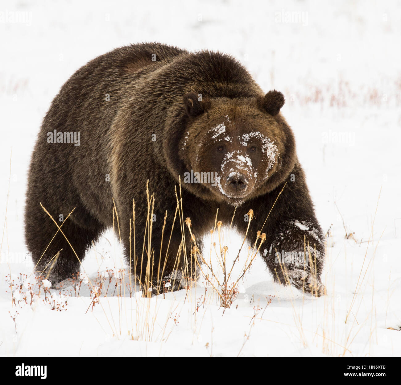 angry giant teddy bear angry giant teddy bear