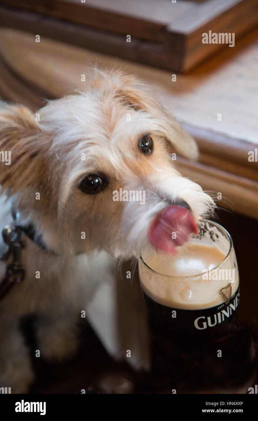 Terrier lapping Guiness from a pint glass in pub Stock Photo