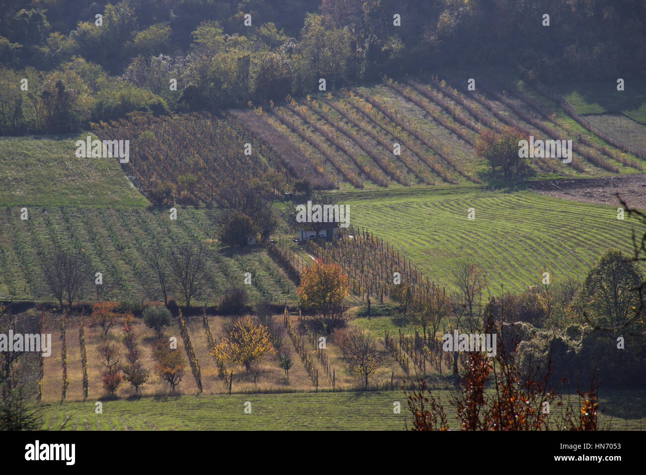 Sunny Fall Landscape In The Vineyard Stock Photo