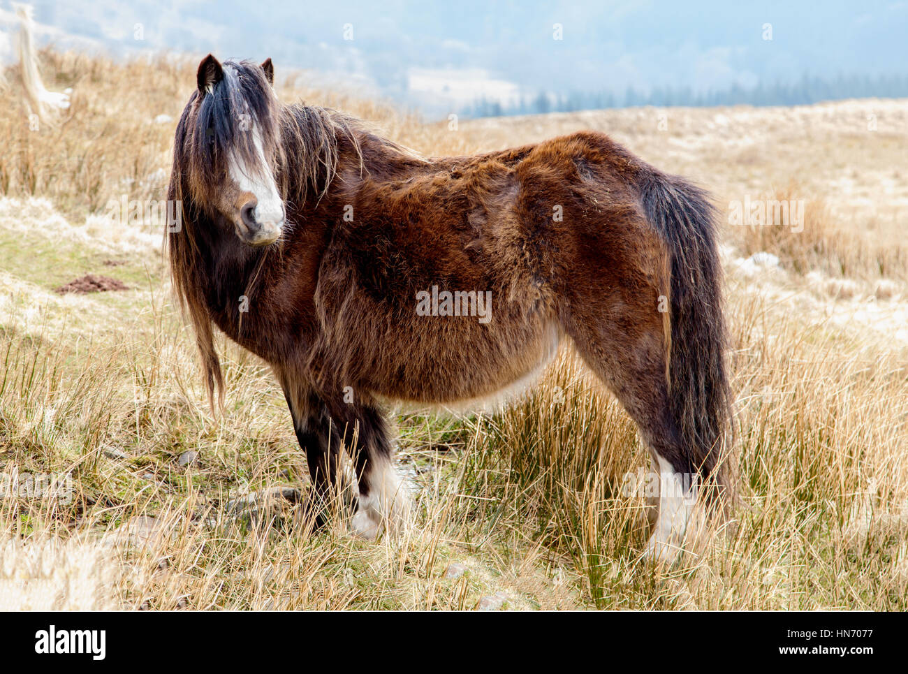 A WELSH MOUNTAIN PONy or cob on a snow covered hillside in the Brecon Beacons national park Stock Photo