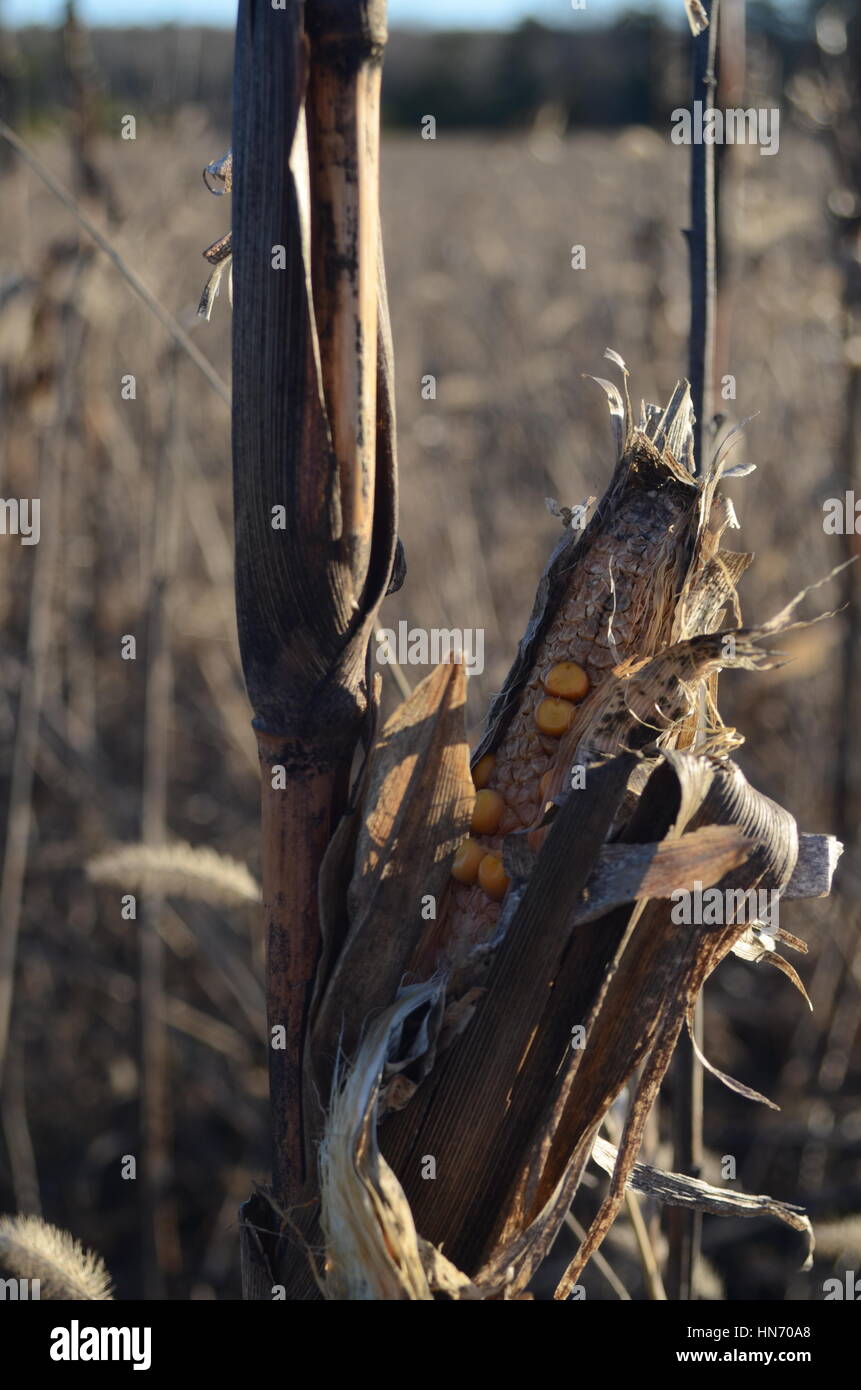 Maize stalk hires stock photography and images Alamy