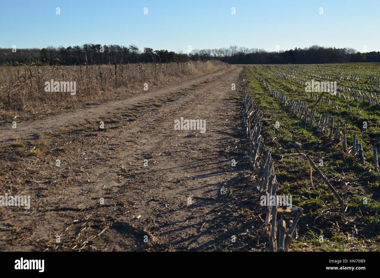 Road through cornfield in winter Stock Photo Alamy