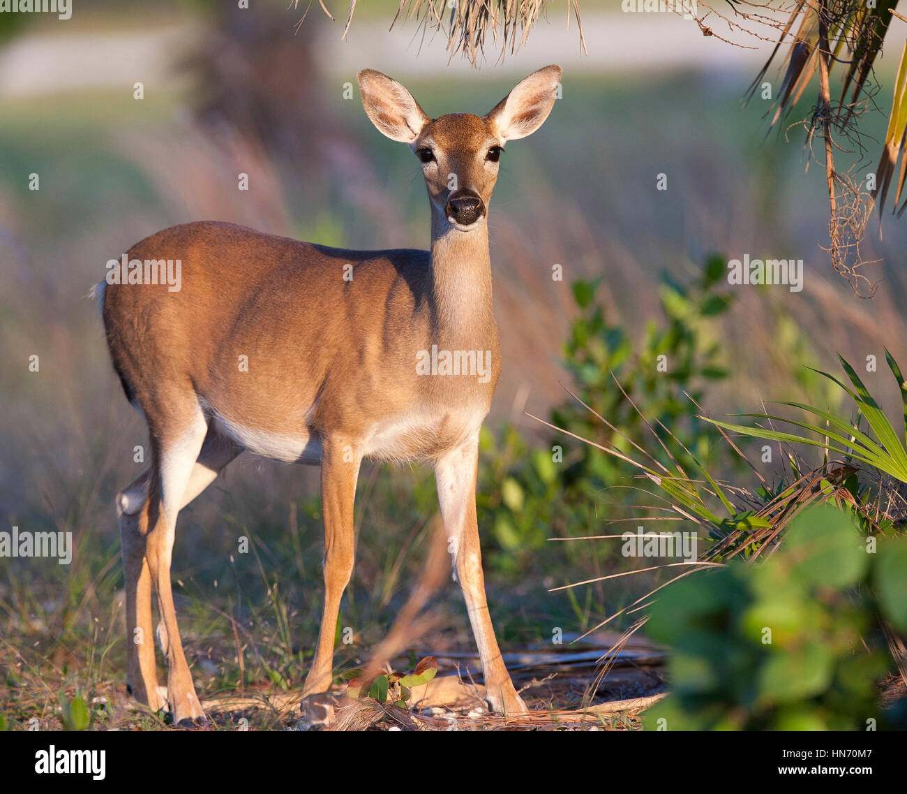 Endangered Key Deer standing on limestone base with palm and palmetto trees Stock Photo Alamy