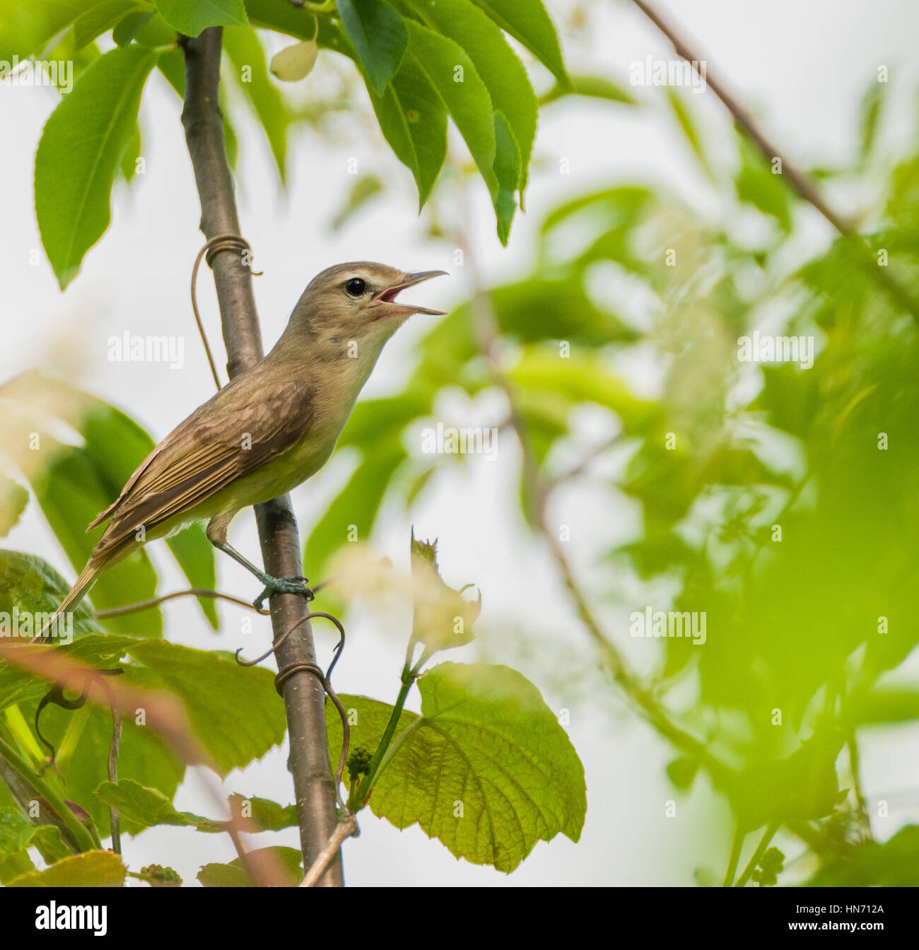 A tiny warbling vireo singing her song. Stock Photo