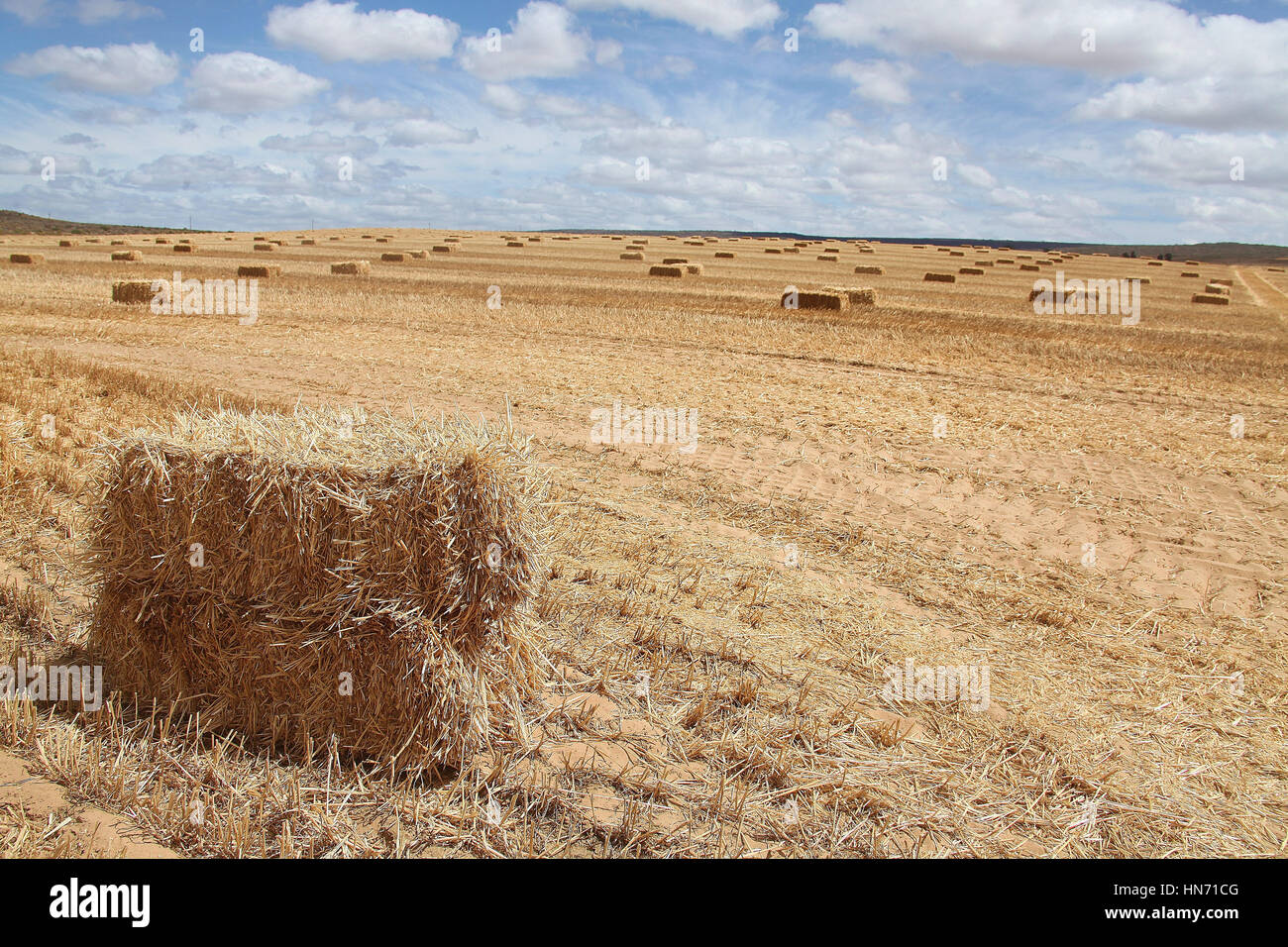 Harvest time in the Northern Cape Stock Photo
