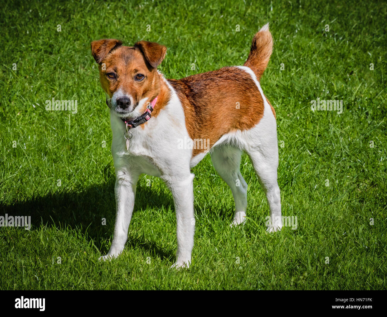 Jack russell patterdale hi-res stock photography and images - Alamy