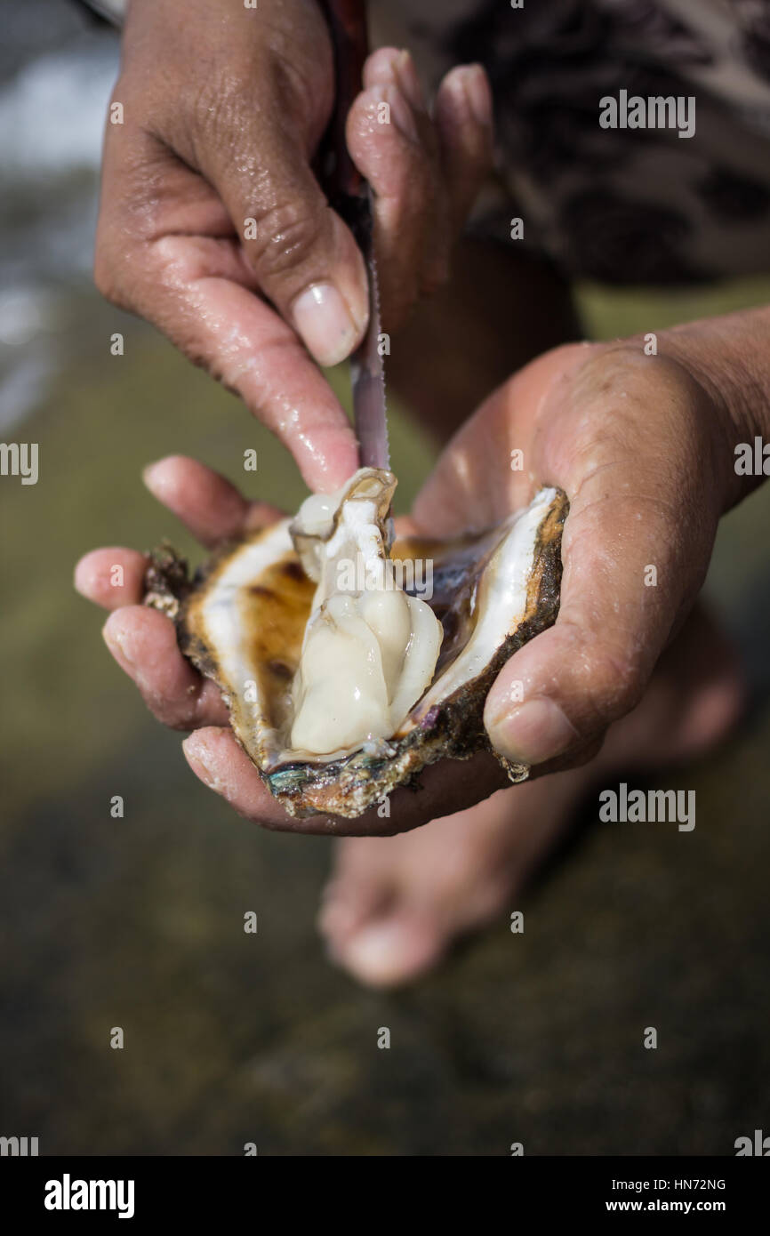 Fresh oyster from rocky shores of Troncones beach, Guerrero Mexico Stock Photo