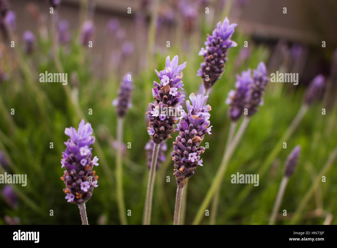 Stalk lavender flowers hires stock photography and images Alamy