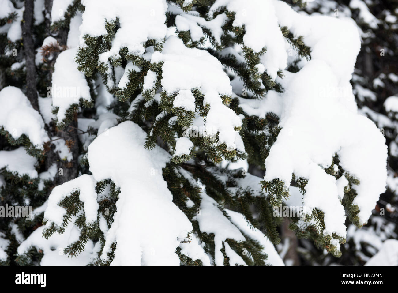 Snowy pine trees hi-res stock photography and images - Alamy