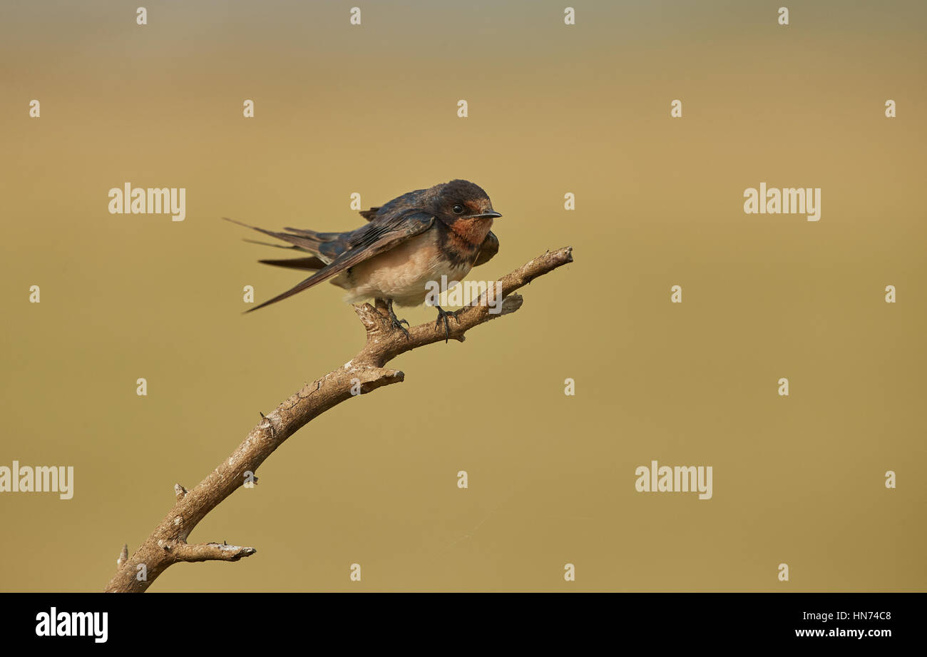 Barn Swallow sitting on a tree branch Stock Photo - Alamy