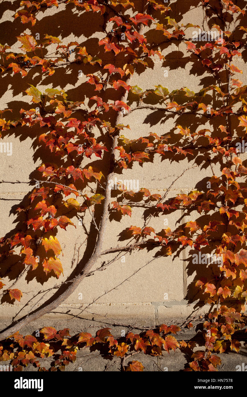 Branch of Ivy climbing exterior wall Stock Photo