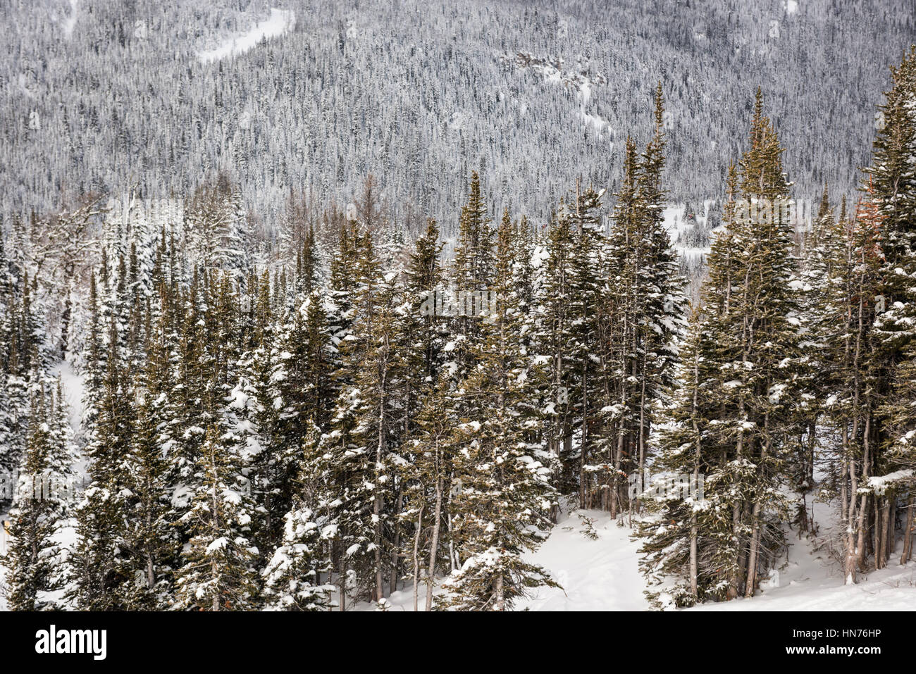 Snowy pine trees on the alp mountain slope during winter Stock Photo ...