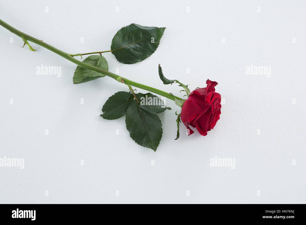 Close-up of red rose on white background Stock Photo - Alamy