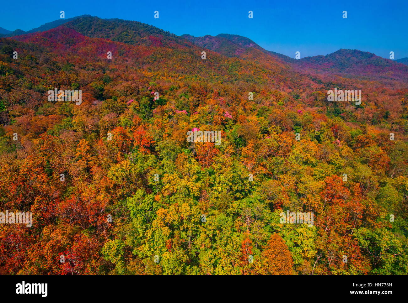 Aerial view of autumn forest Stock Photo - Alamy