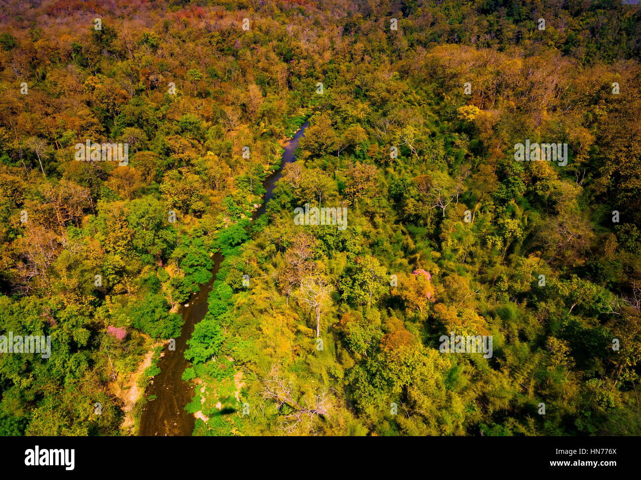 Aerial view of autumn forest Stock Photo - Alamy