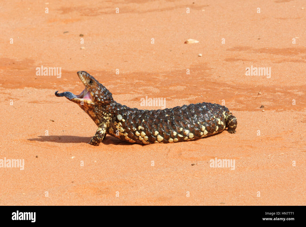 Blue-tongued Skink or Shingleback or Bobtail (Tiliqua rugosa