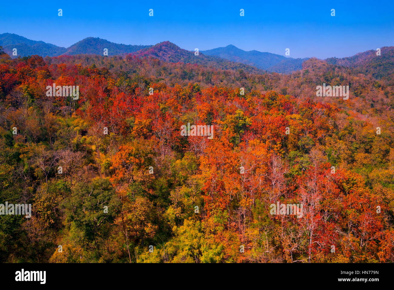 Aerial view of autumn forest Stock Photo - Alamy