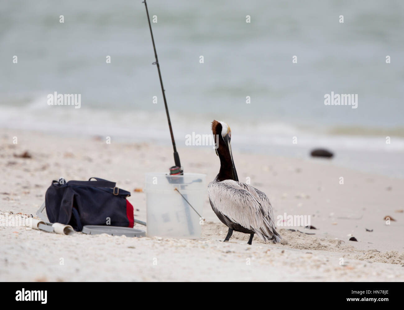 Brown Pelican (Pelecanus occidentalis) with fishing road on a beach in Florida Stock Photo