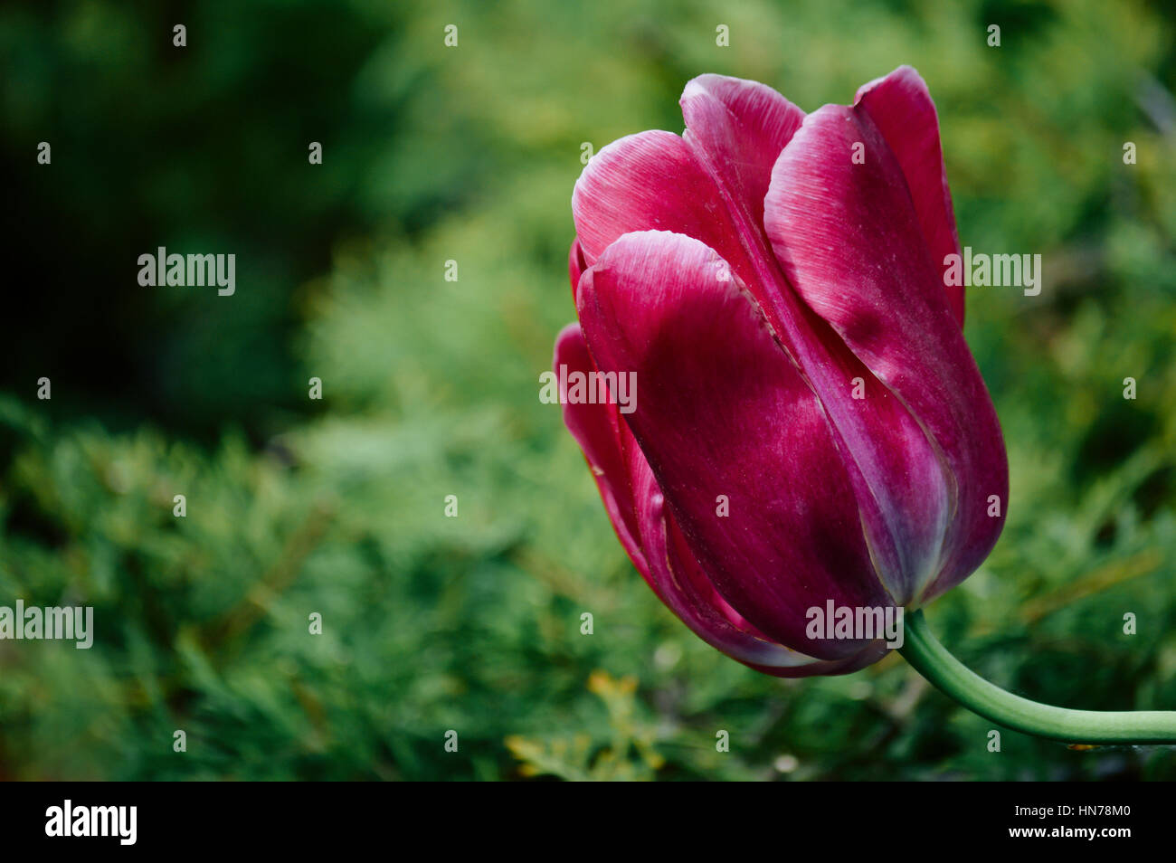 pink peony on a green background Stock Photo - Alamy