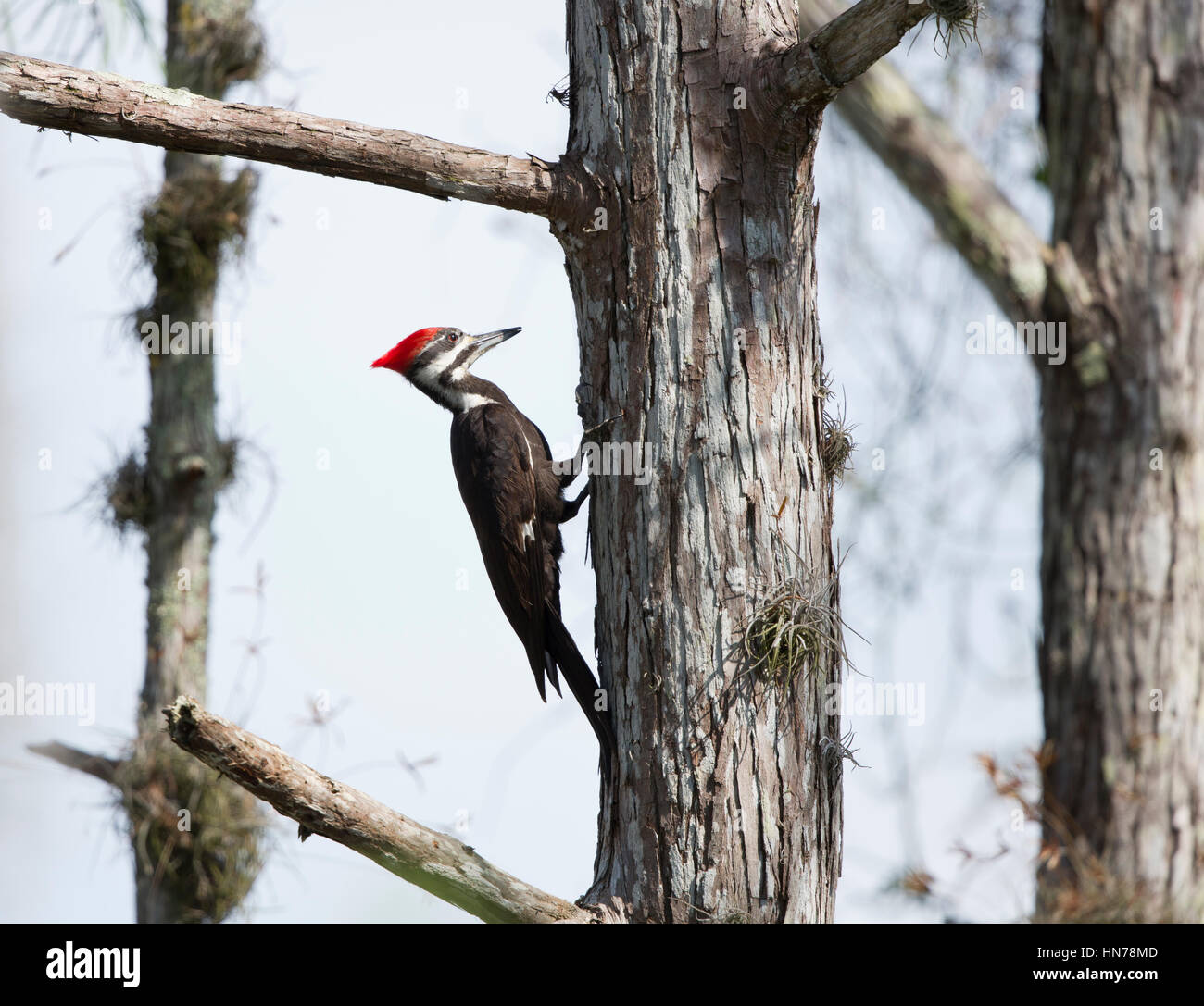 Pileated Woodpecker (Dry0c0pus pileatus) climbing a pine tree Stock Photo