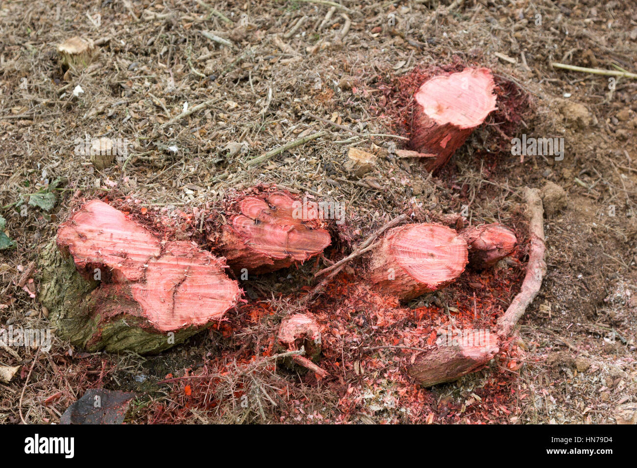 Tree stumps treated with fungal retardent Stock Photo