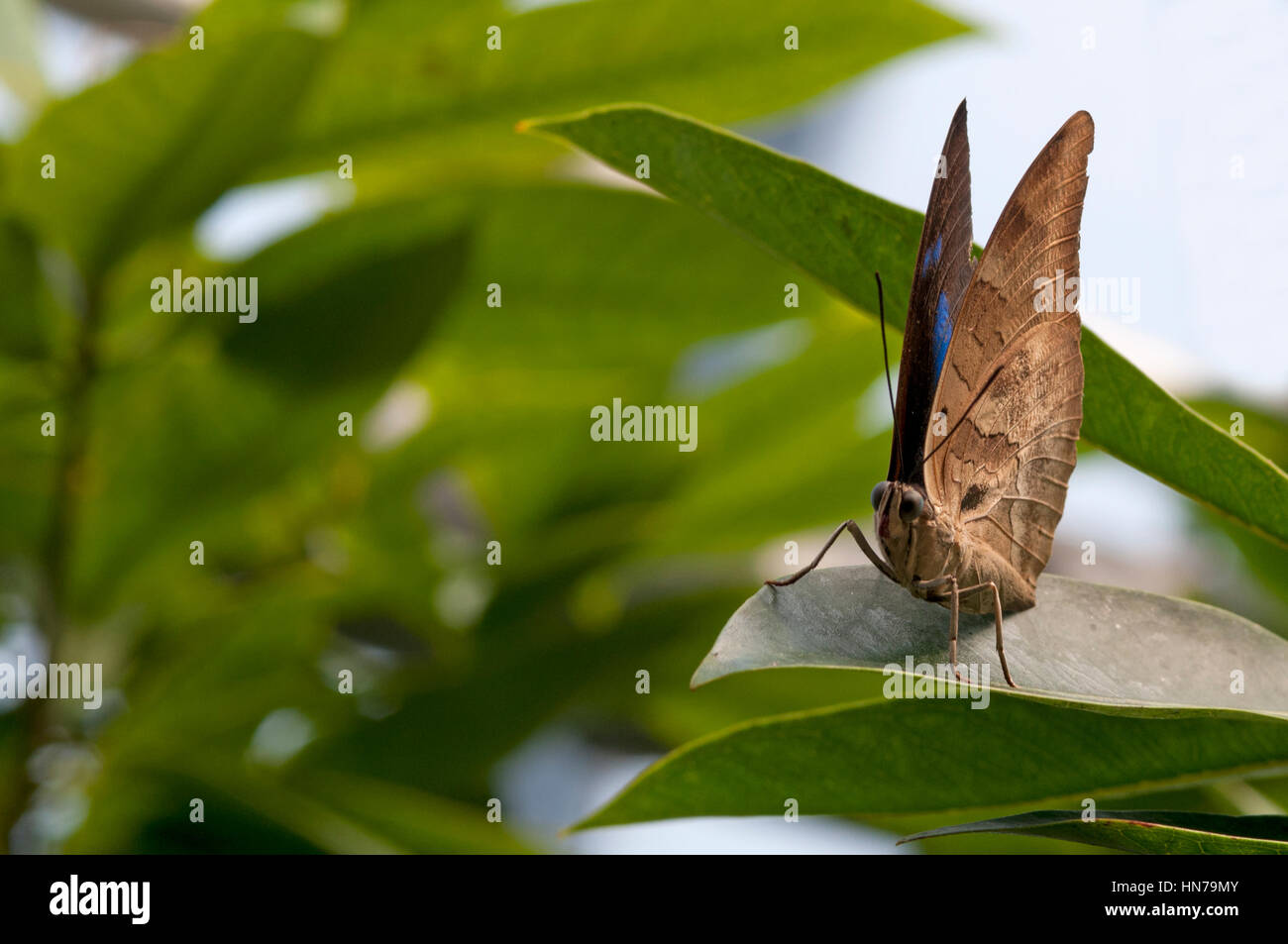 Beatiful butterfly in a tropical fresh garden Stock Photo