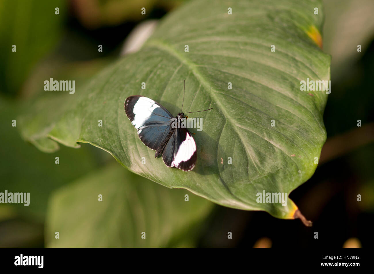 Beatiful butterfly in a tropical fresh garden Stock Photo