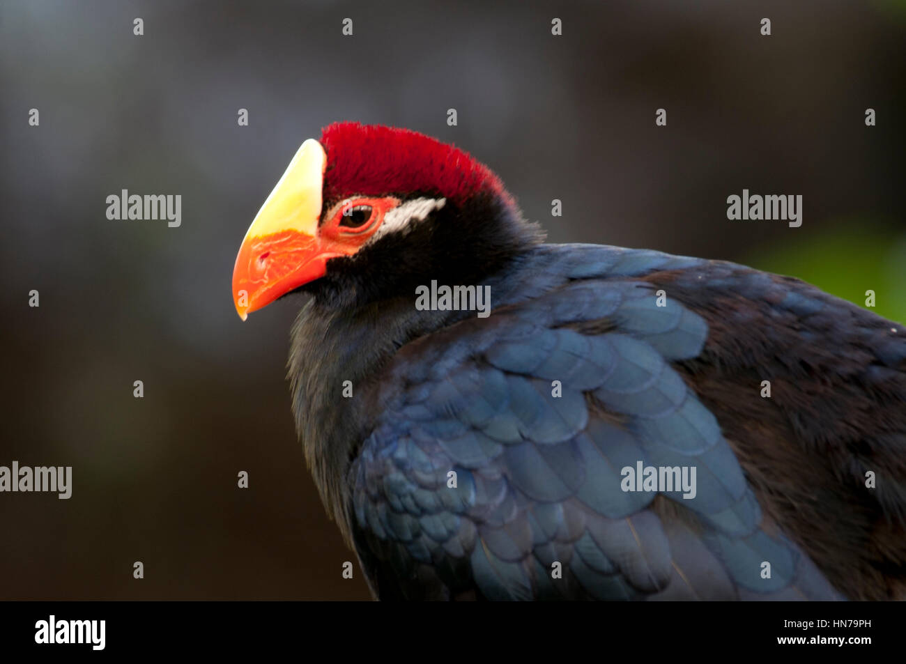 black bird with orange beak and red and yellow head Stock Photo - Alamy