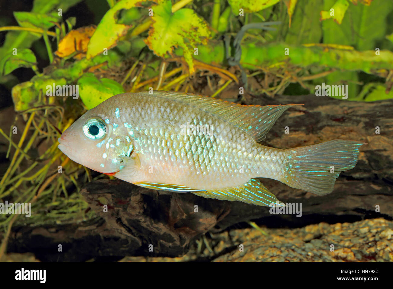 Socoloffs gold cichlid (Thorichthys socoloffi) - male Stock Photo