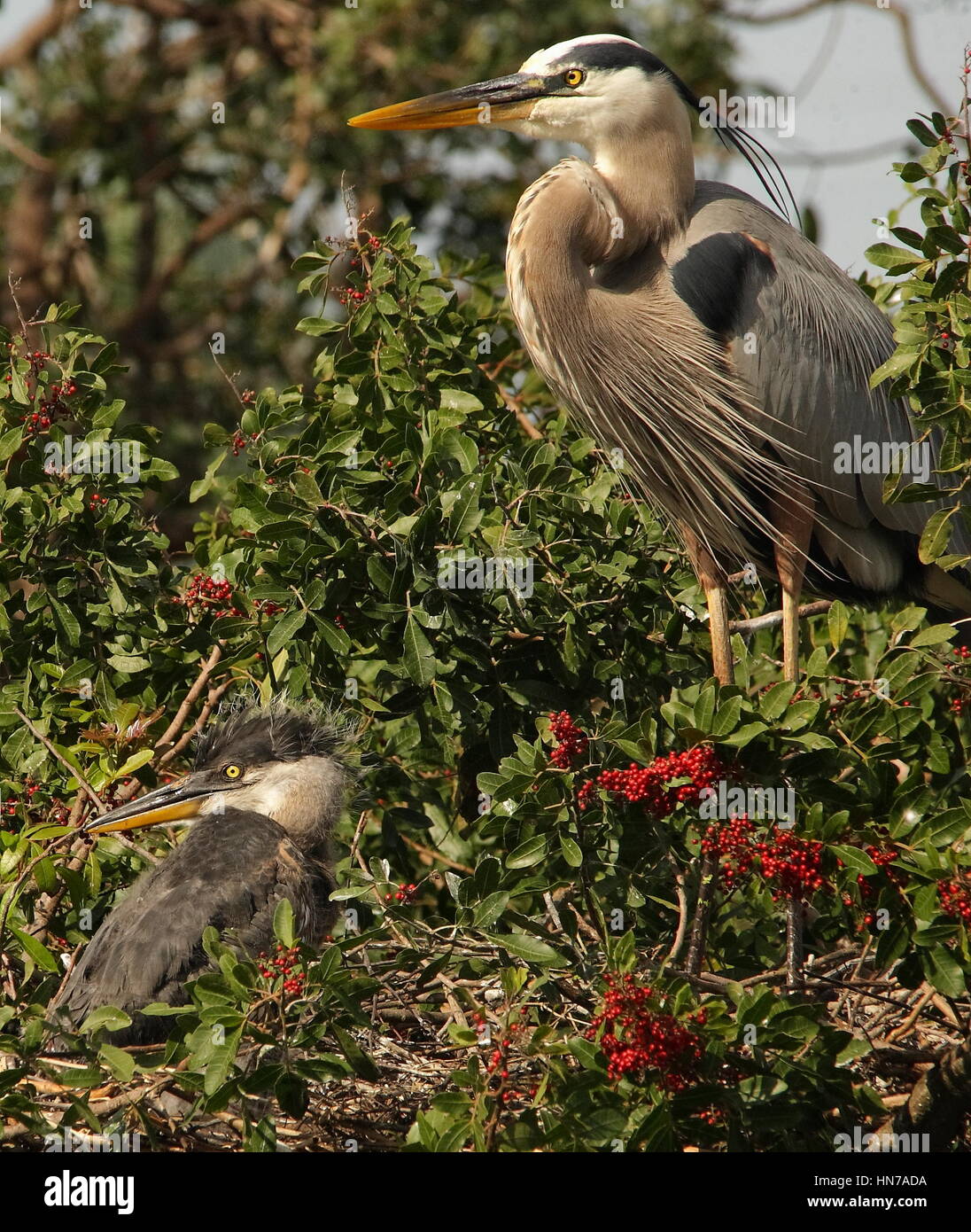 Great blue herons building nest hires stock photography and images Alamy