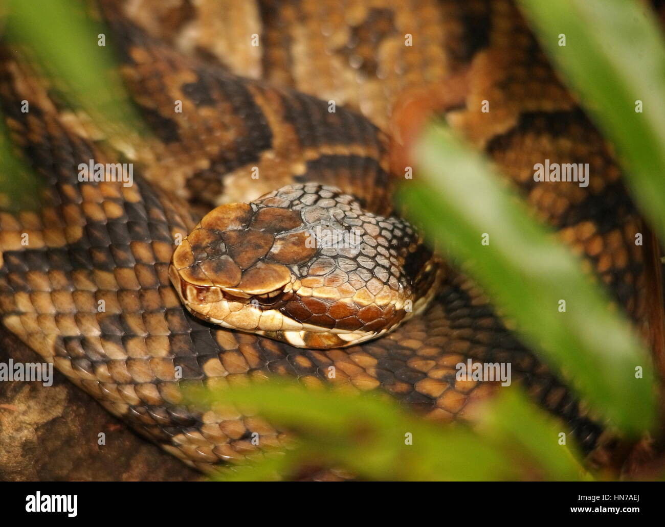 Cottonmouth mating hires stock photography and images Alamy