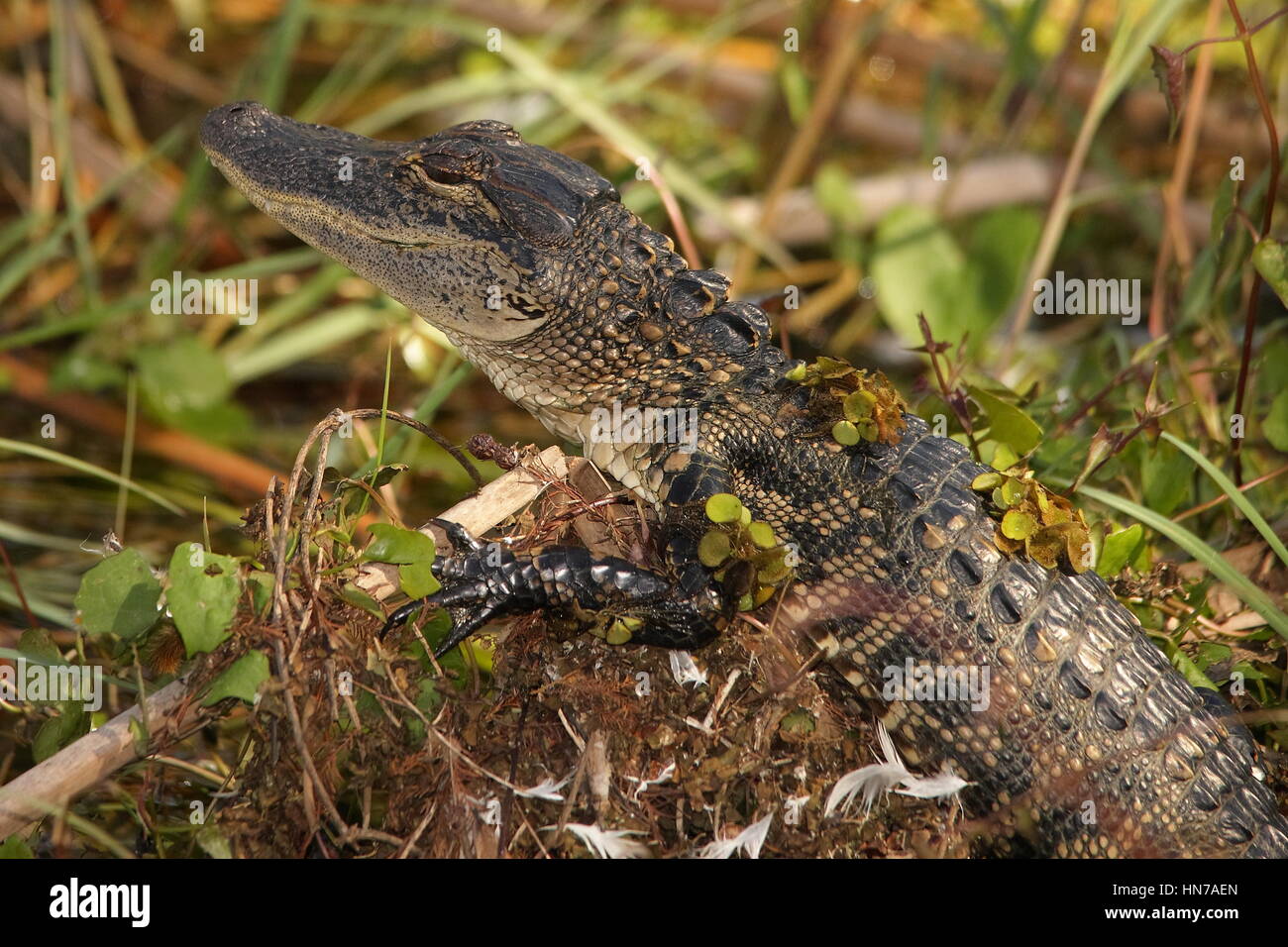 Cottonmouth mating hires stock photography and images Alamy