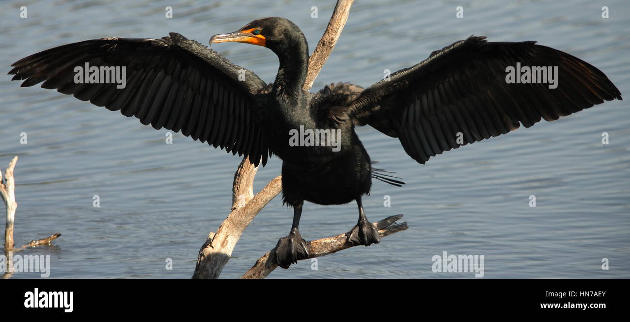 Cottonmouth mating hires stock photography and images Alamy
