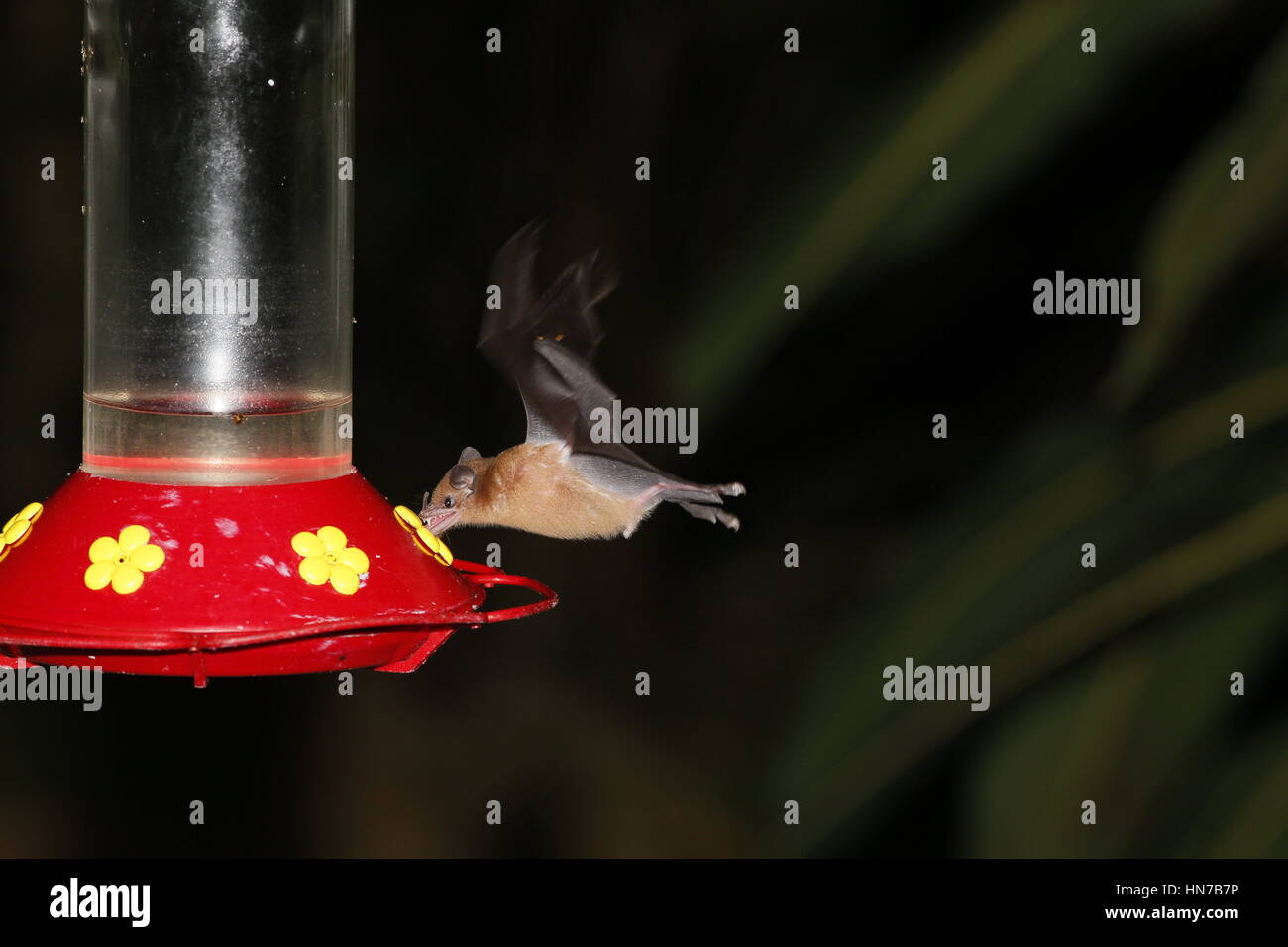 Orange Nectar Bat, Lonchophylla robusta, feeding from Hummingbird