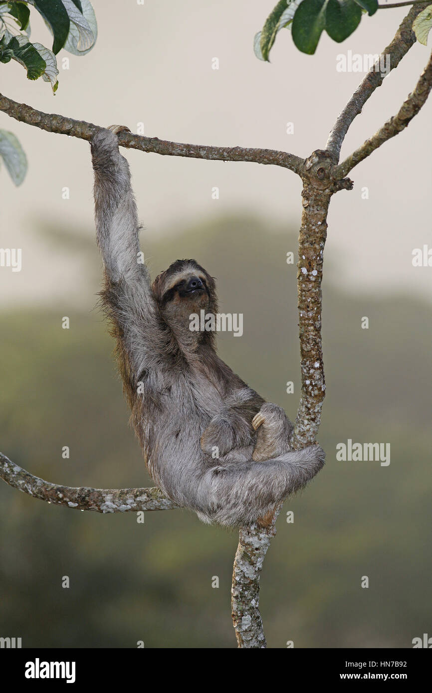 Brown-throated Sloth, Bradipus variegatus Stock Photo