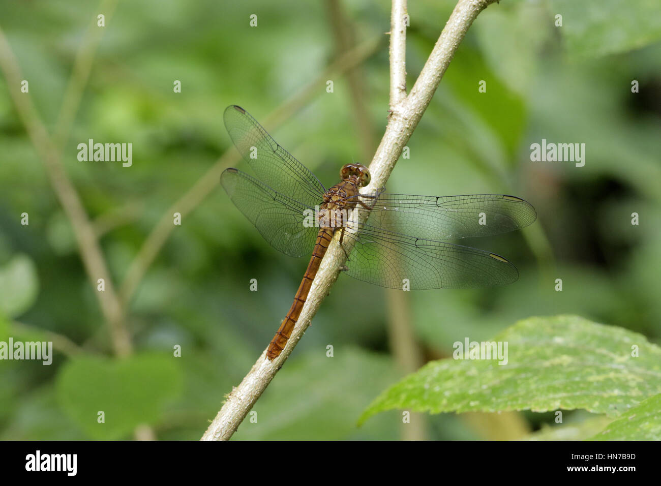 Northern Redskimmer Dragonfly, Rhodopygia hinei Stock Photo