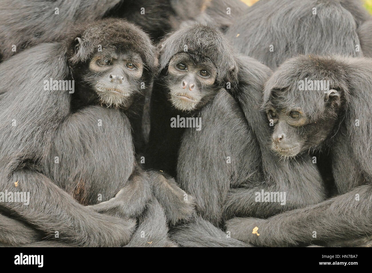 Colombian Spider Monkey Ateles fusciceps rufiventris Critically endangered Captive Stock Photo